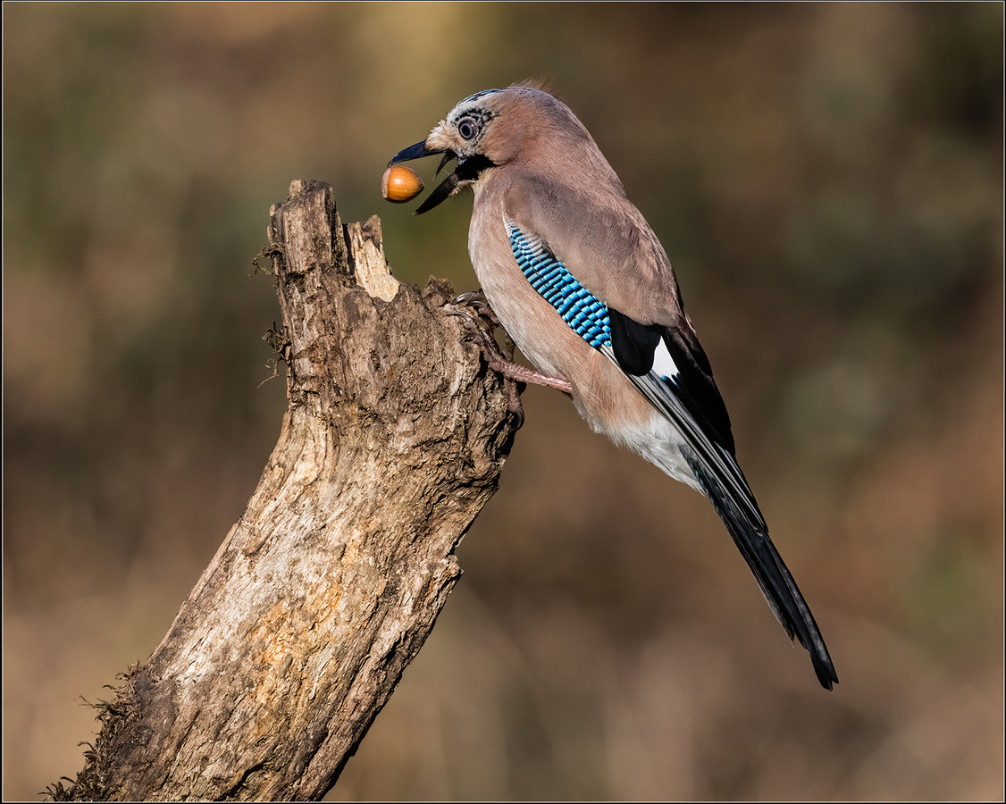 Jay (Capturing a Hazlenut) © David Crabtree